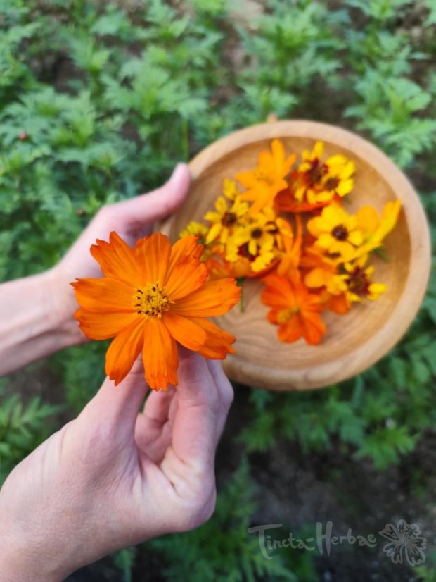 KOLEKCE OSIVA BARVÍŘSKÝCH ROSTLIN