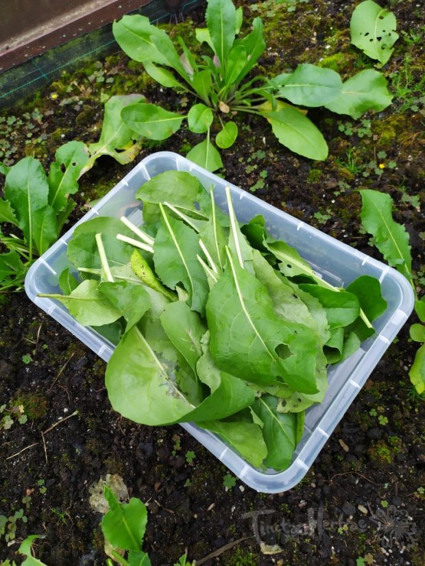 KURZ Zpracování rostlinného indiga 1. - 2. 8. 2026 Vsetín