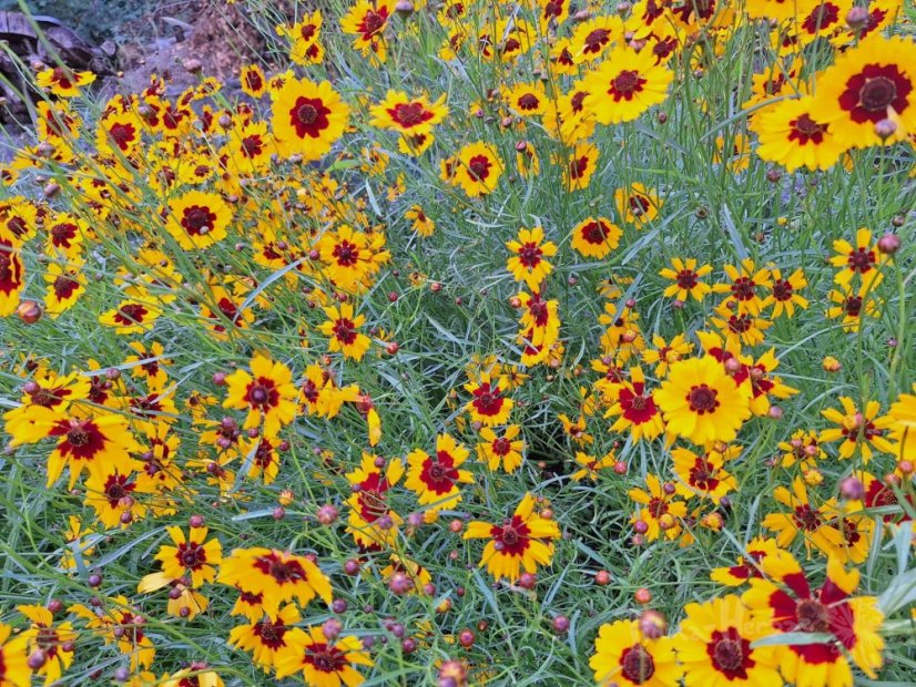 KOLEKCE OSIVA BARVÍŘSKÝCH ROSTLIN