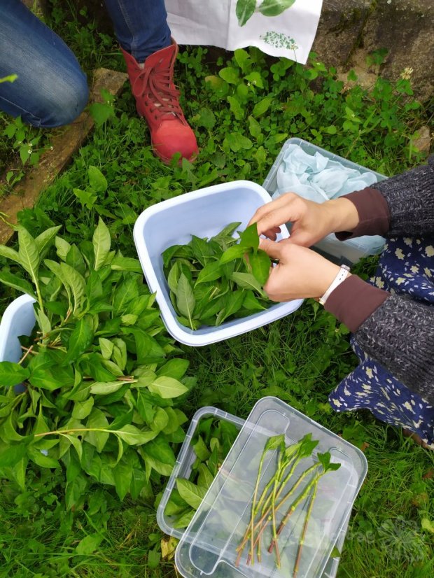 KURZ Zpracování rostlinného indiga 1. - 2. 8. 2026 Vsetín