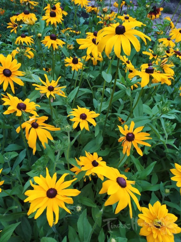 KOLEKCE OSIVA BARVÍŘSKÝCH ROSTLIN