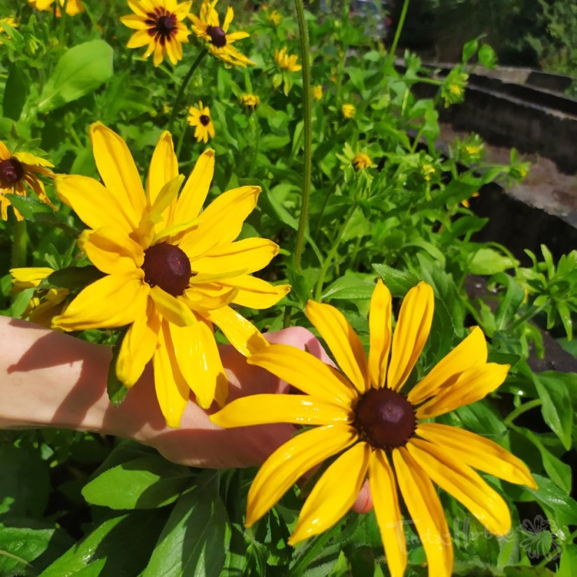 KOLEKCE OSIVA BARVÍŘSKÝCH ROSTLIN