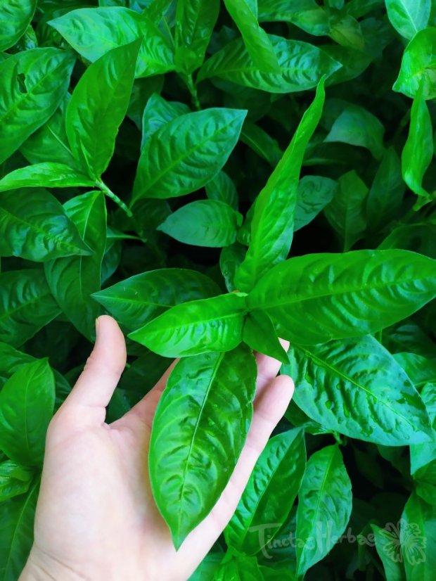 KOLEKCE OSIVA BARVÍŘSKÝCH ROSTLIN