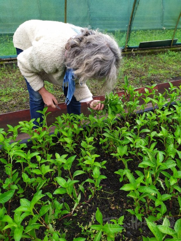 KURZ Zpracování rostlinného indiga 1. - 2. 8. 2026 Vsetín