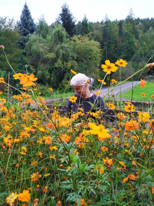 KOLEKCE OSIVA BARVÍŘSKÝCH ROSTLIN