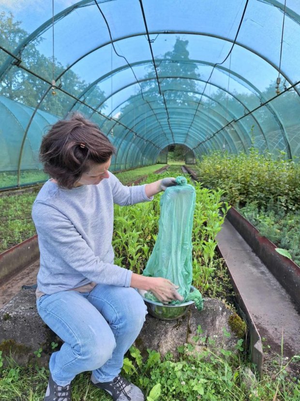 KOLEKCE OSIVA BARVÍŘSKÝCH ROSTLIN
